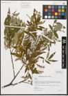 Foto von Salix triandra L.